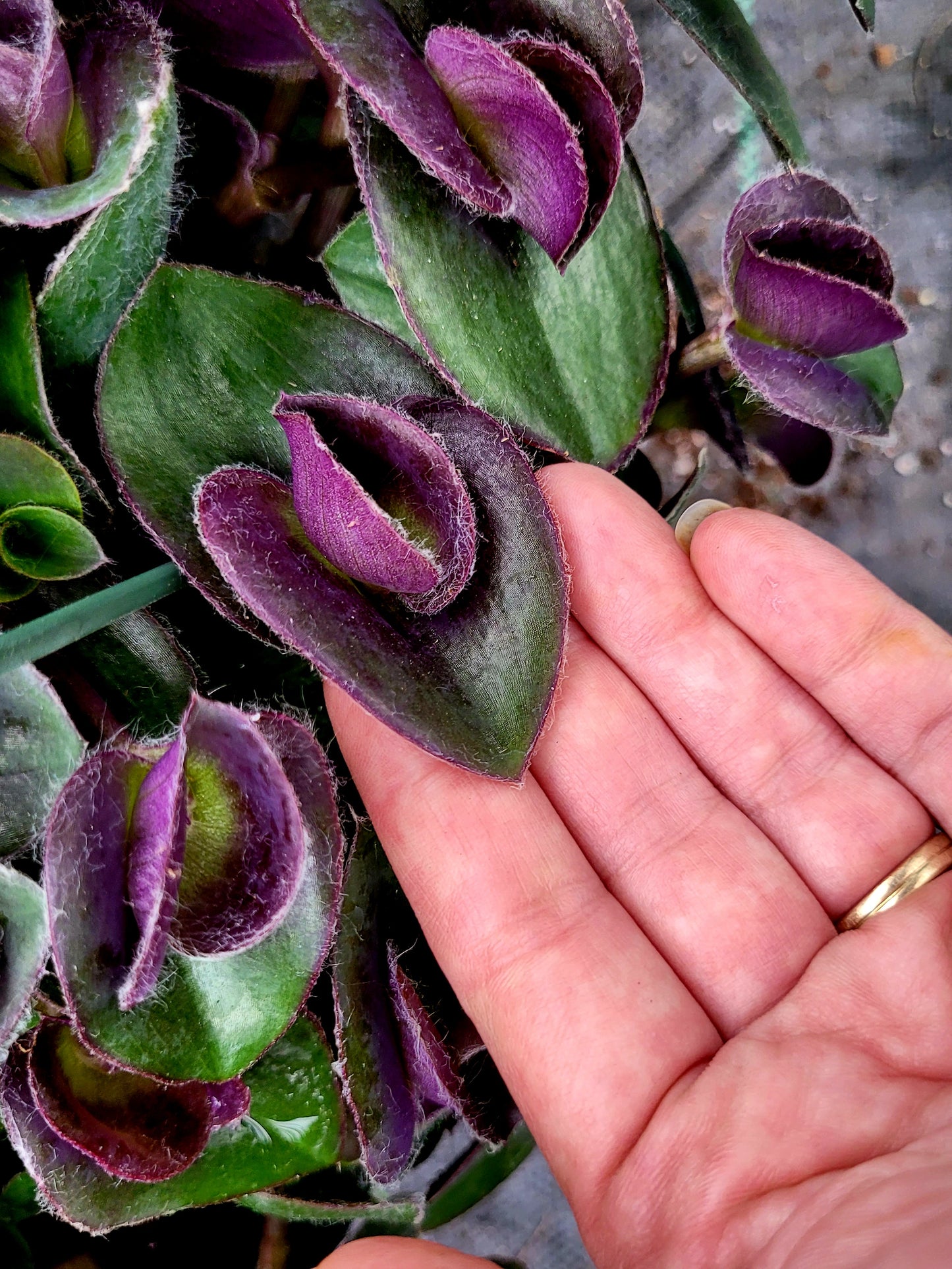 Tradescantia ‘Pale Puma’