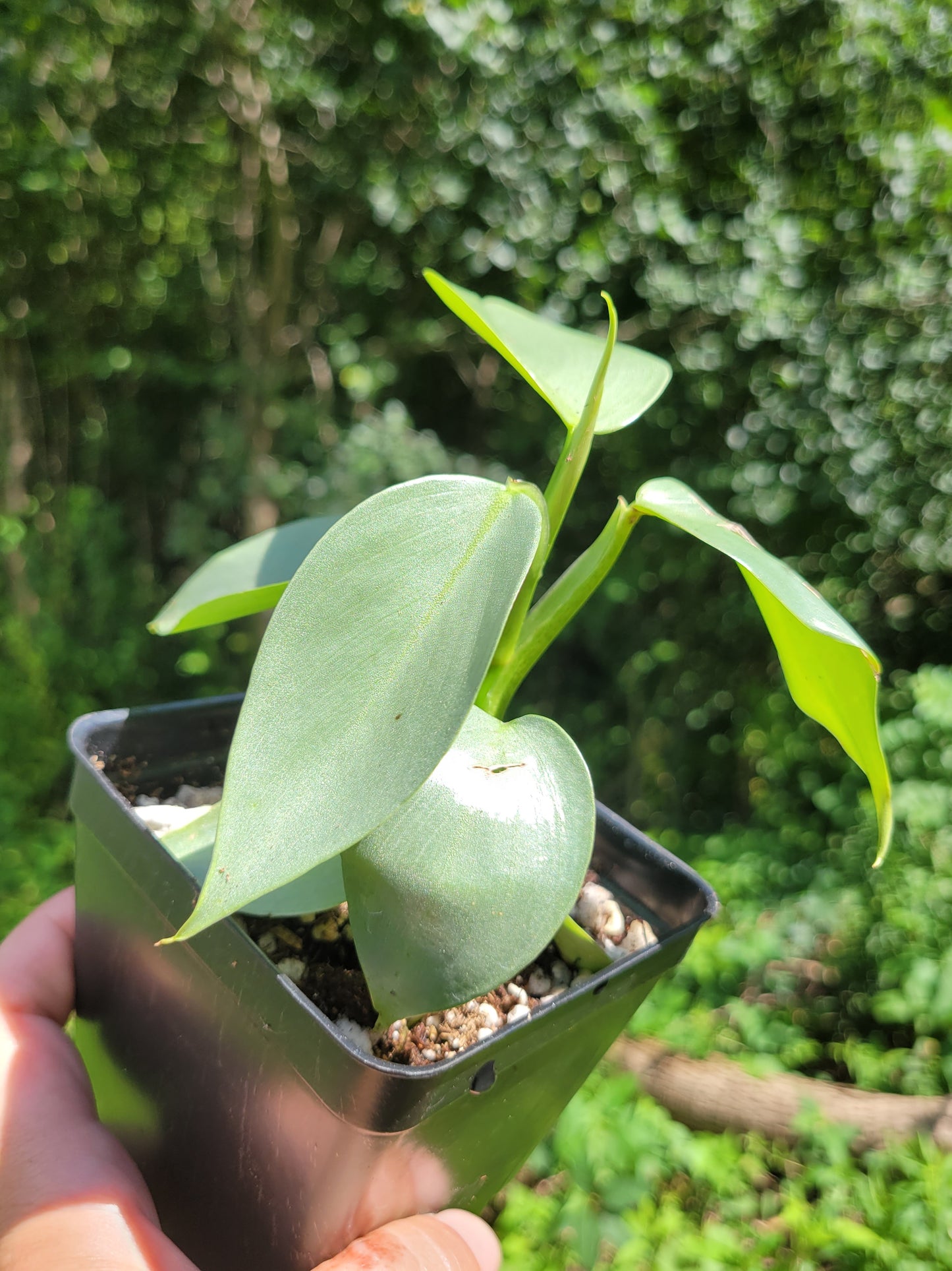 Philodendron Hasatum “Silver Sword”