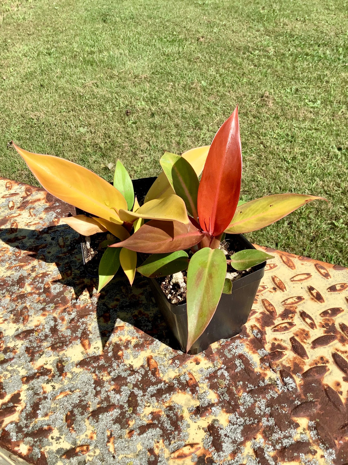 Philodendron Erubescens Prince of Orange