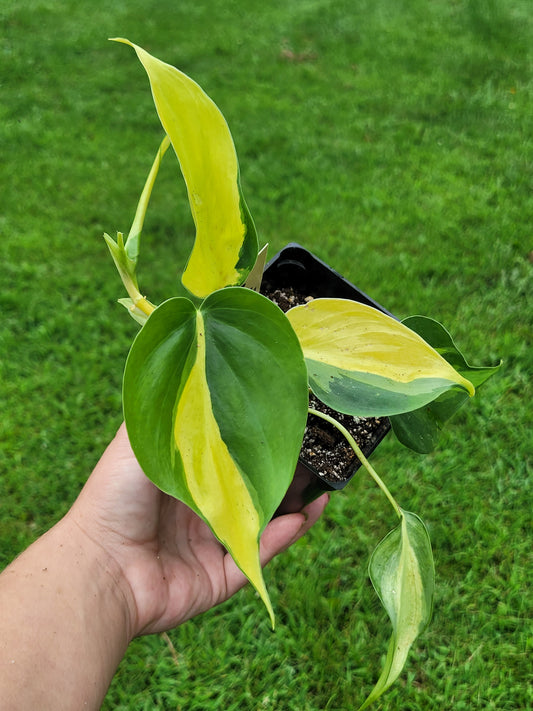 Philodendron Hederaceum “Brasil”