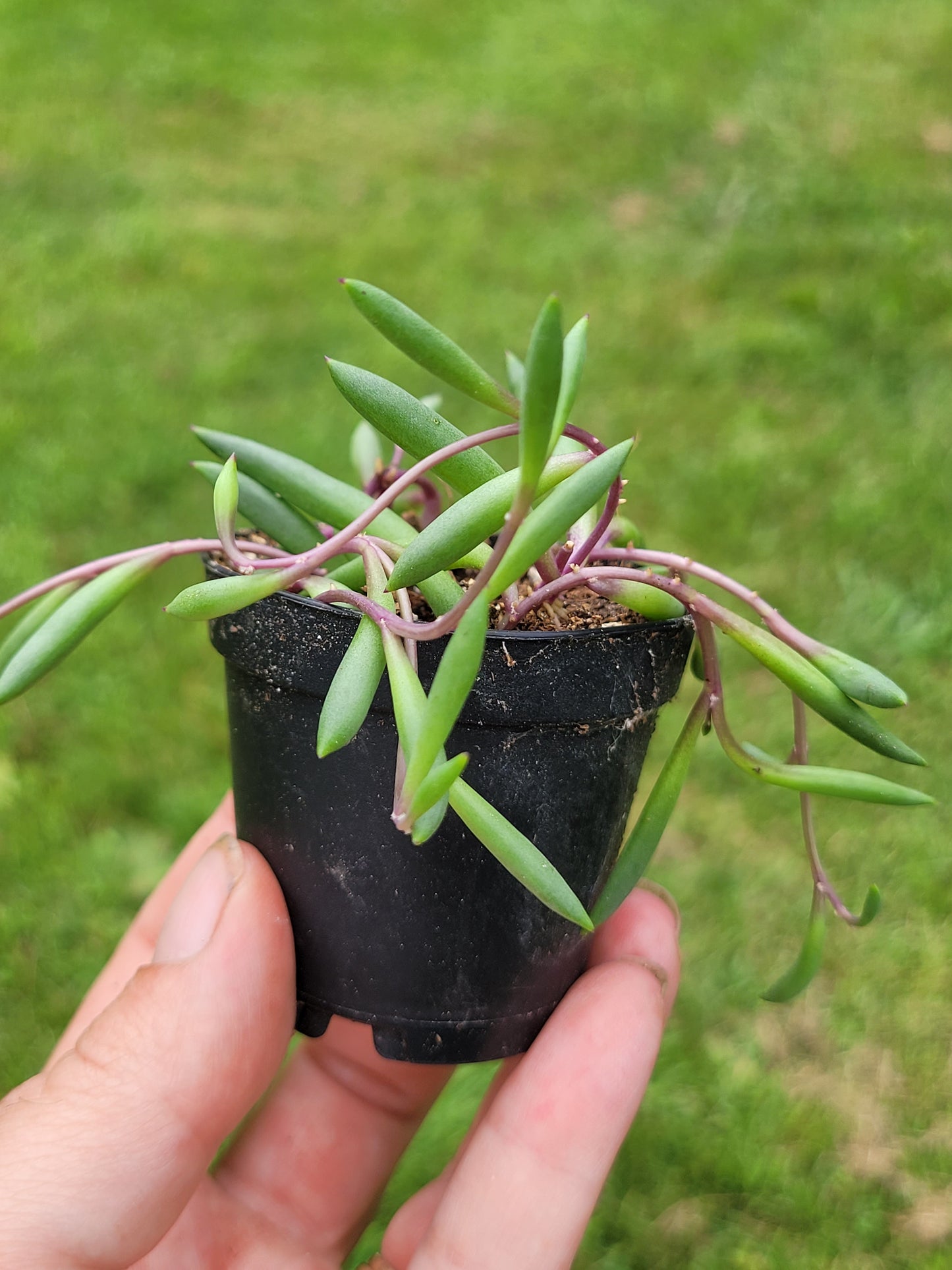 Othonna Capensis ‘Ruby Necklace’