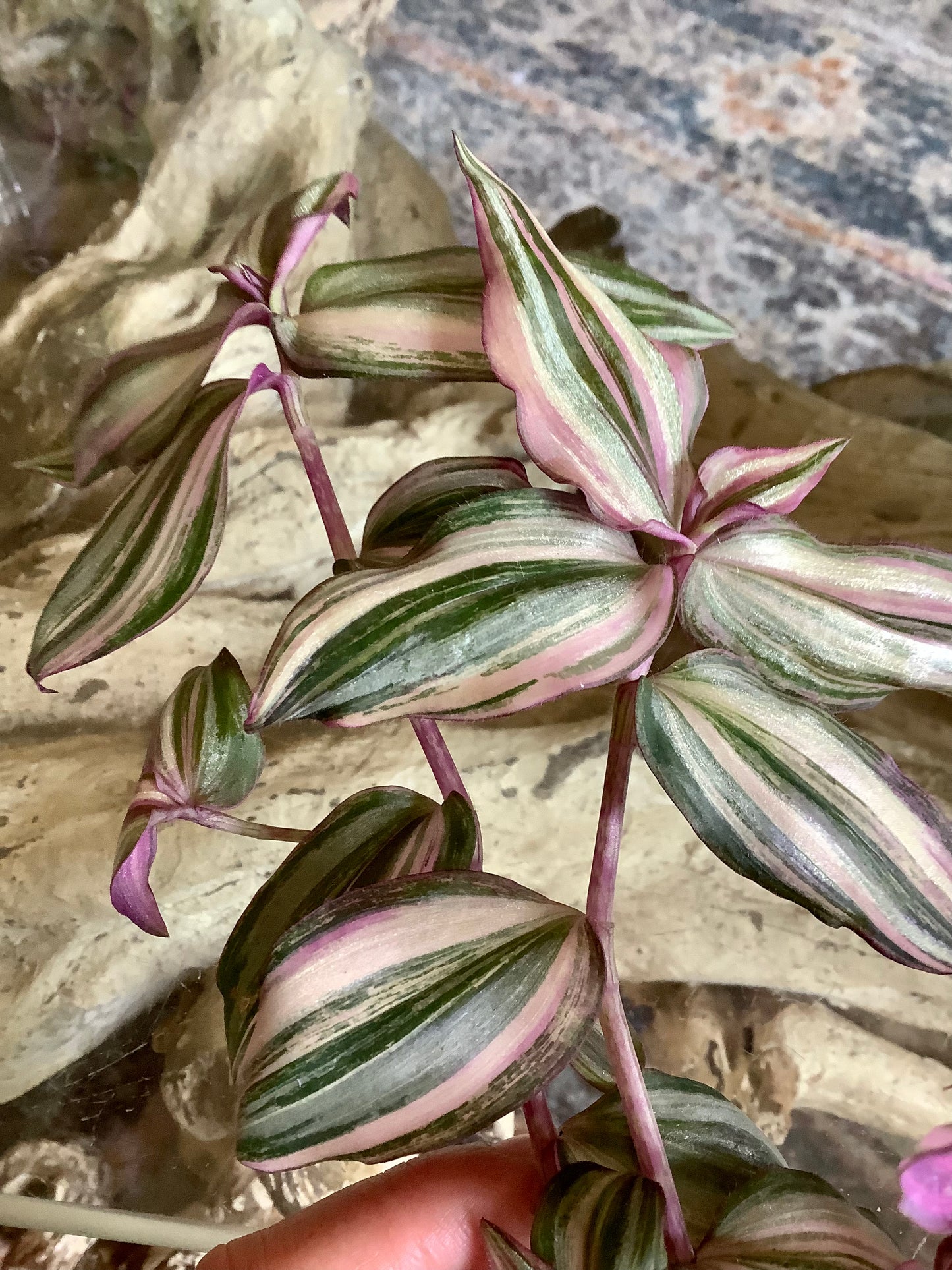 Tradescantia Zebrina ‘HappiLee’ (“Danny Lee”)