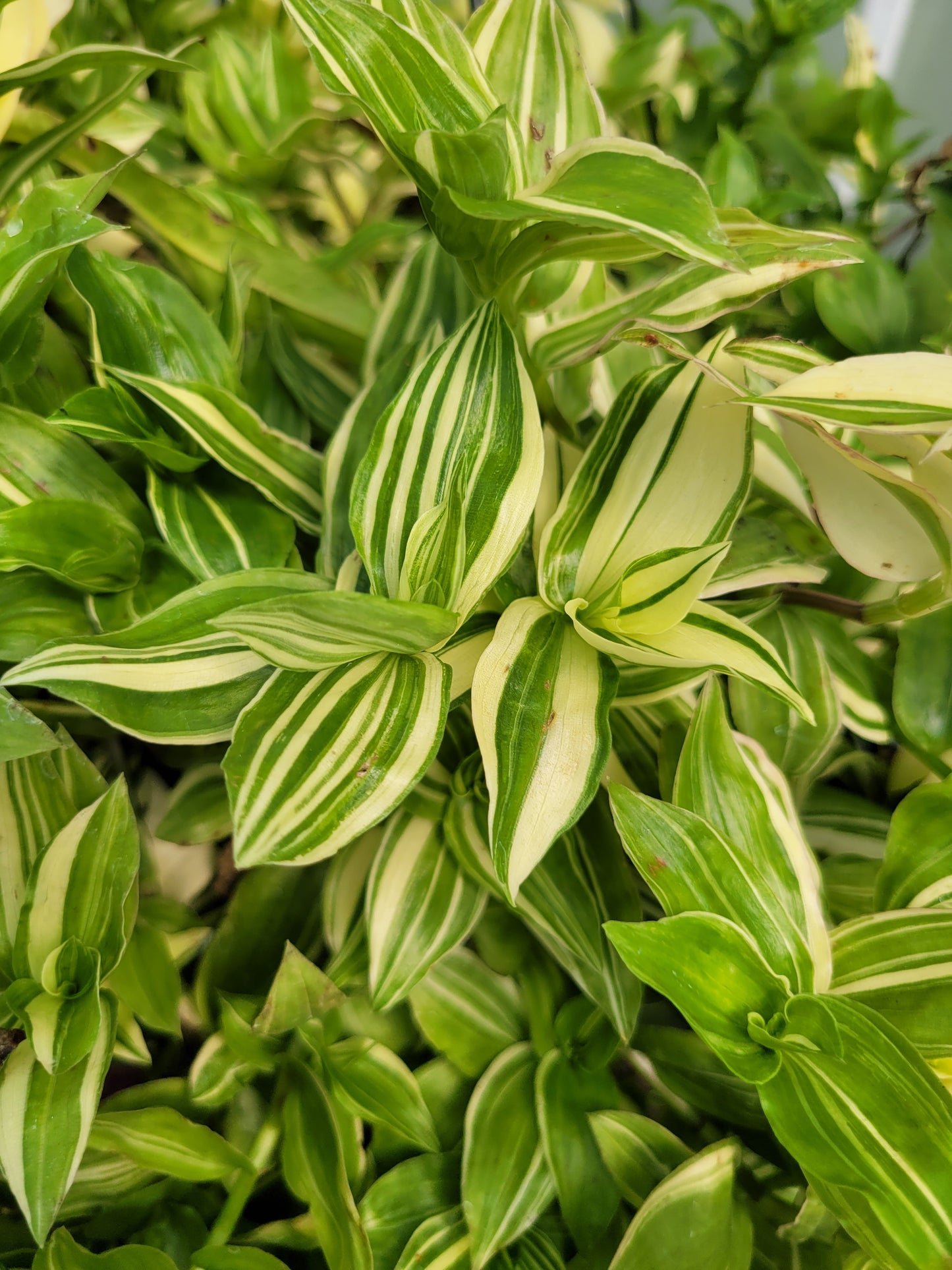 Tradescantia Fluminensis ‘Variegata’