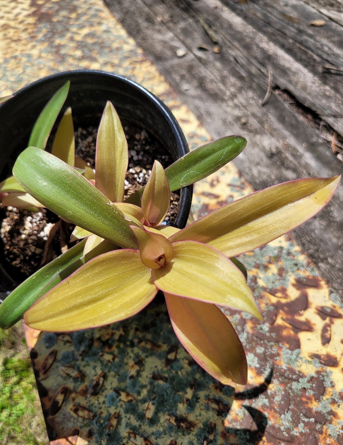 Tradescantia Spathacae ‘Hansoti02’ (aka “Sitara Gold/Amber Waves”)