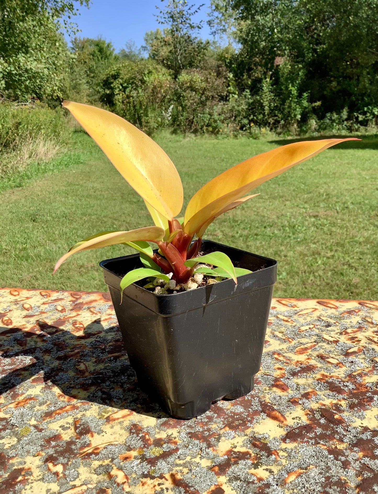 Philodendron Erubescens Prince of Orange