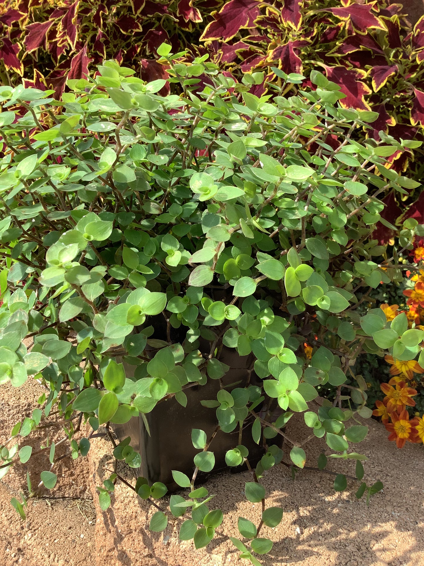 Callisia Repens ‘Minima’ (“Turtle vine/Bolivian Jew”)