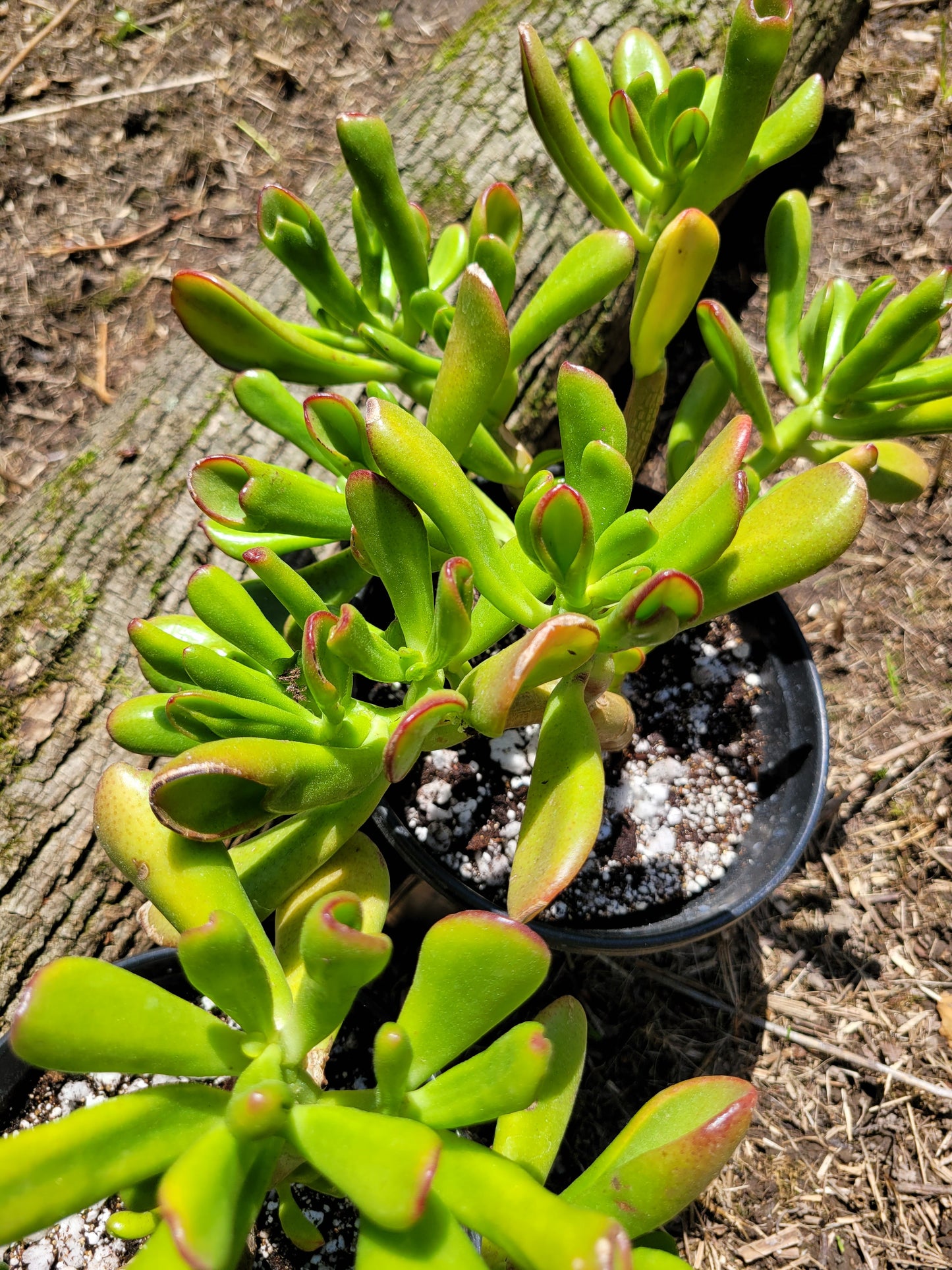 Crassula Ovata E.T. Finger