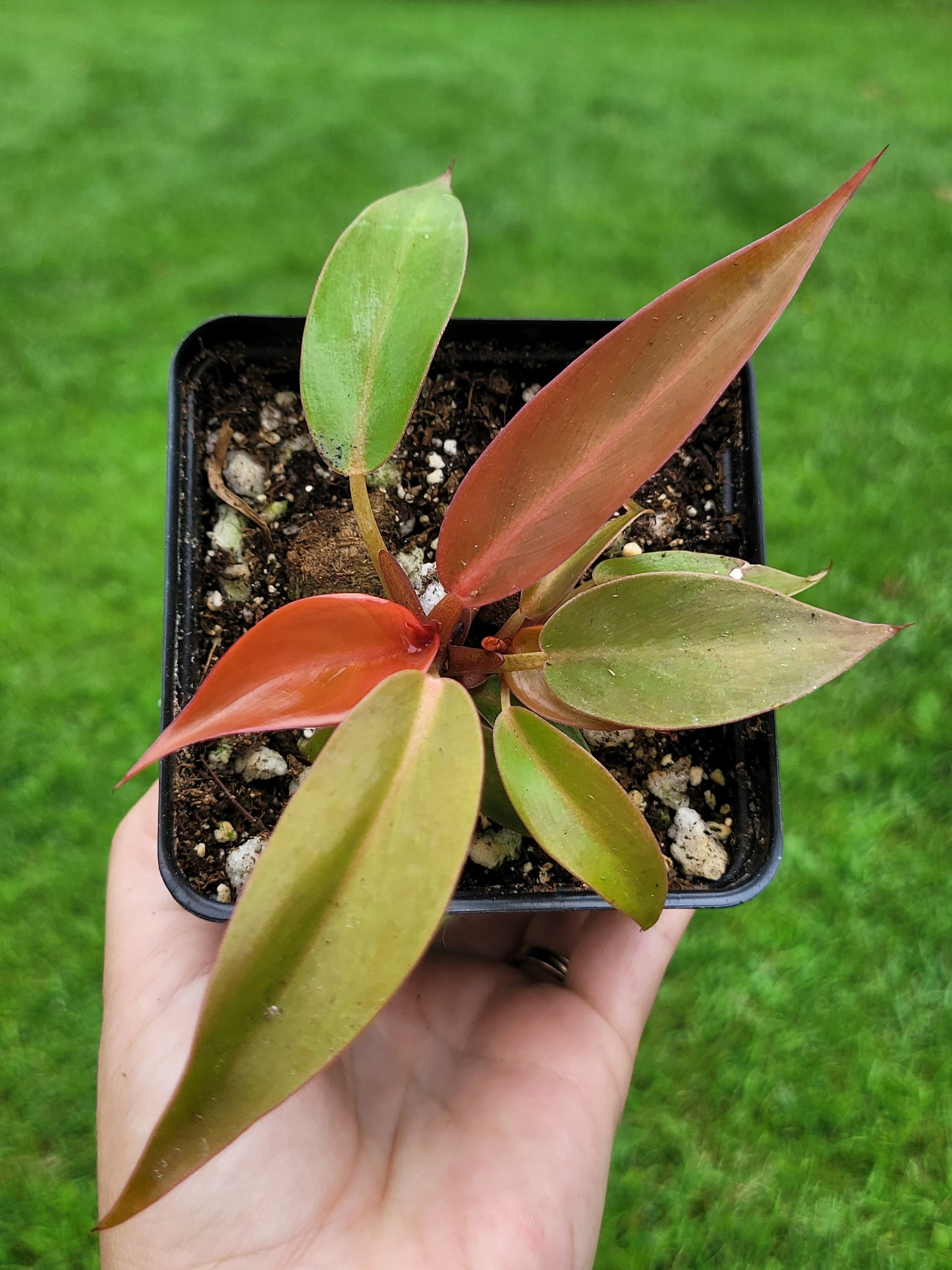 Philodendron Selloum ‘Red Sun’