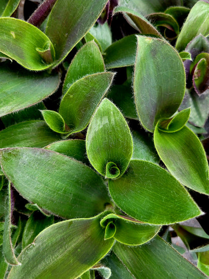 Tradescantia ‘Pale Puma’