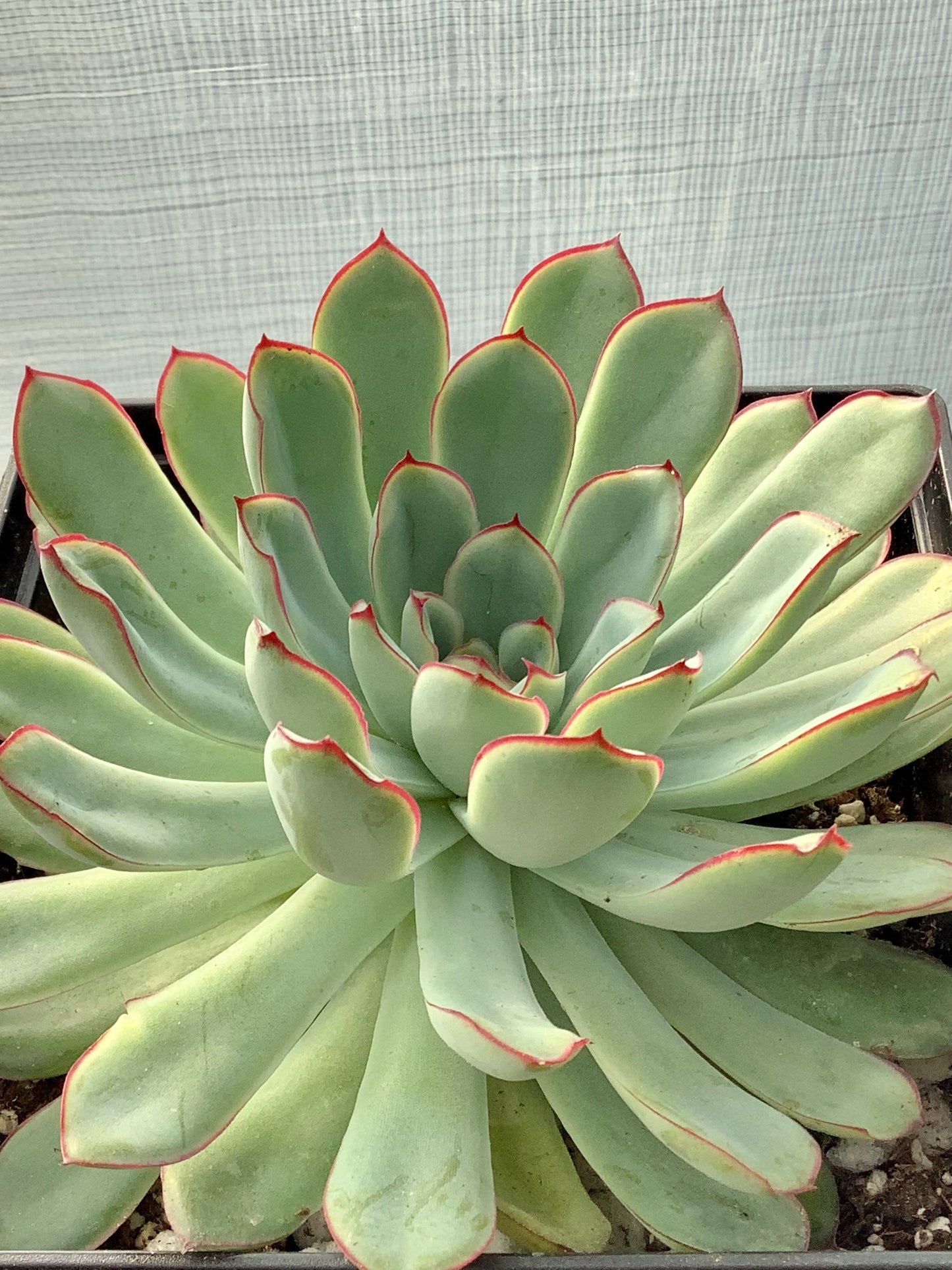 Echeveria Pulidonis