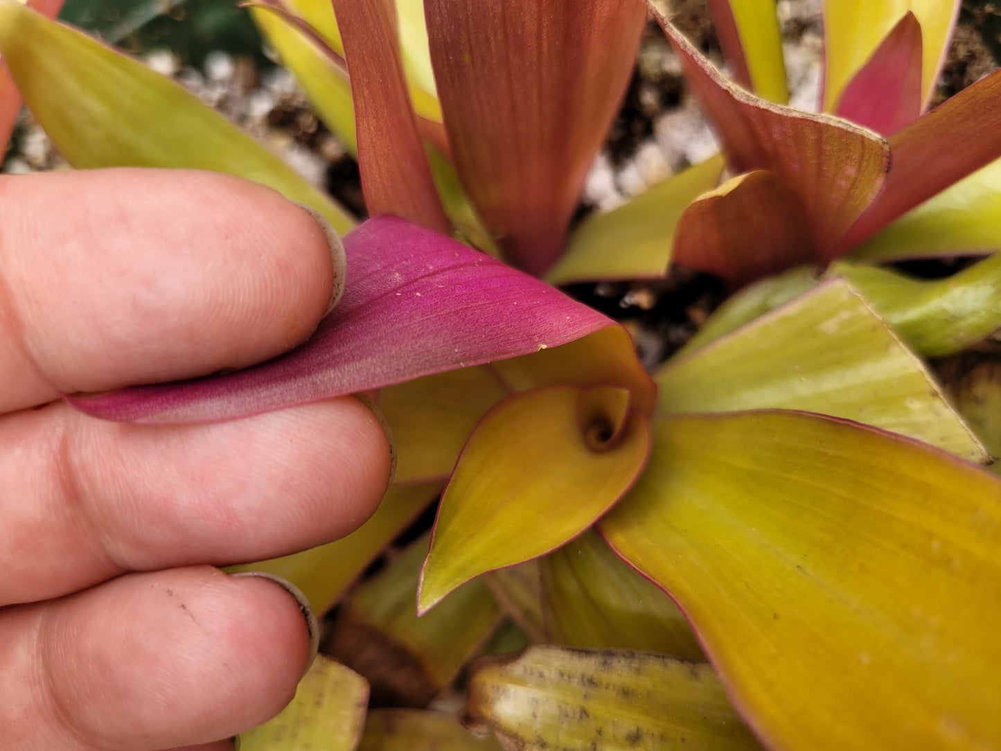 Tradescantia Spathacae ‘Hansoti02’ (aka “Sitara Gold/Amber Waves”)