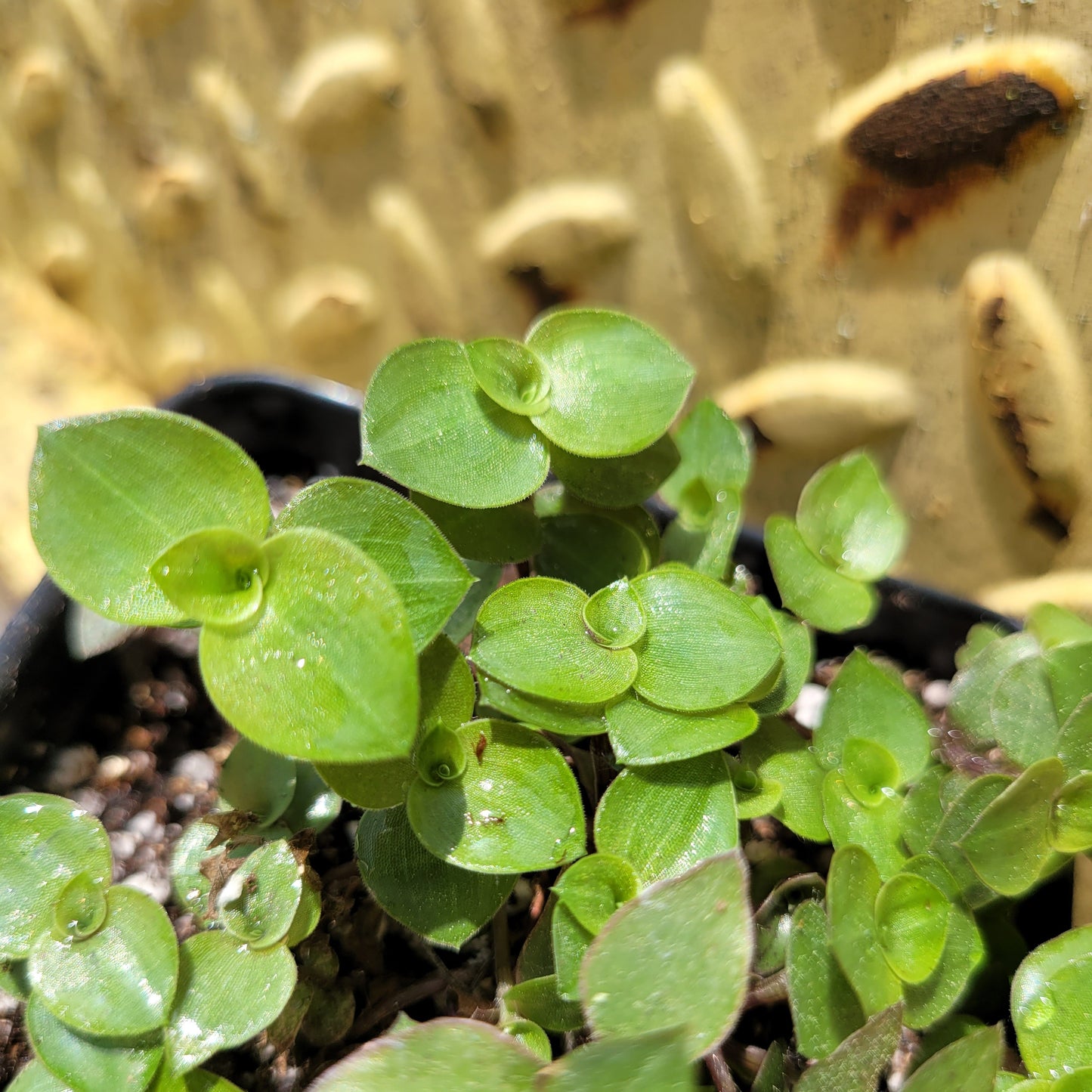 Callisia Repens ‘Minima’ (“Turtle vine/Bolivian Jew”)