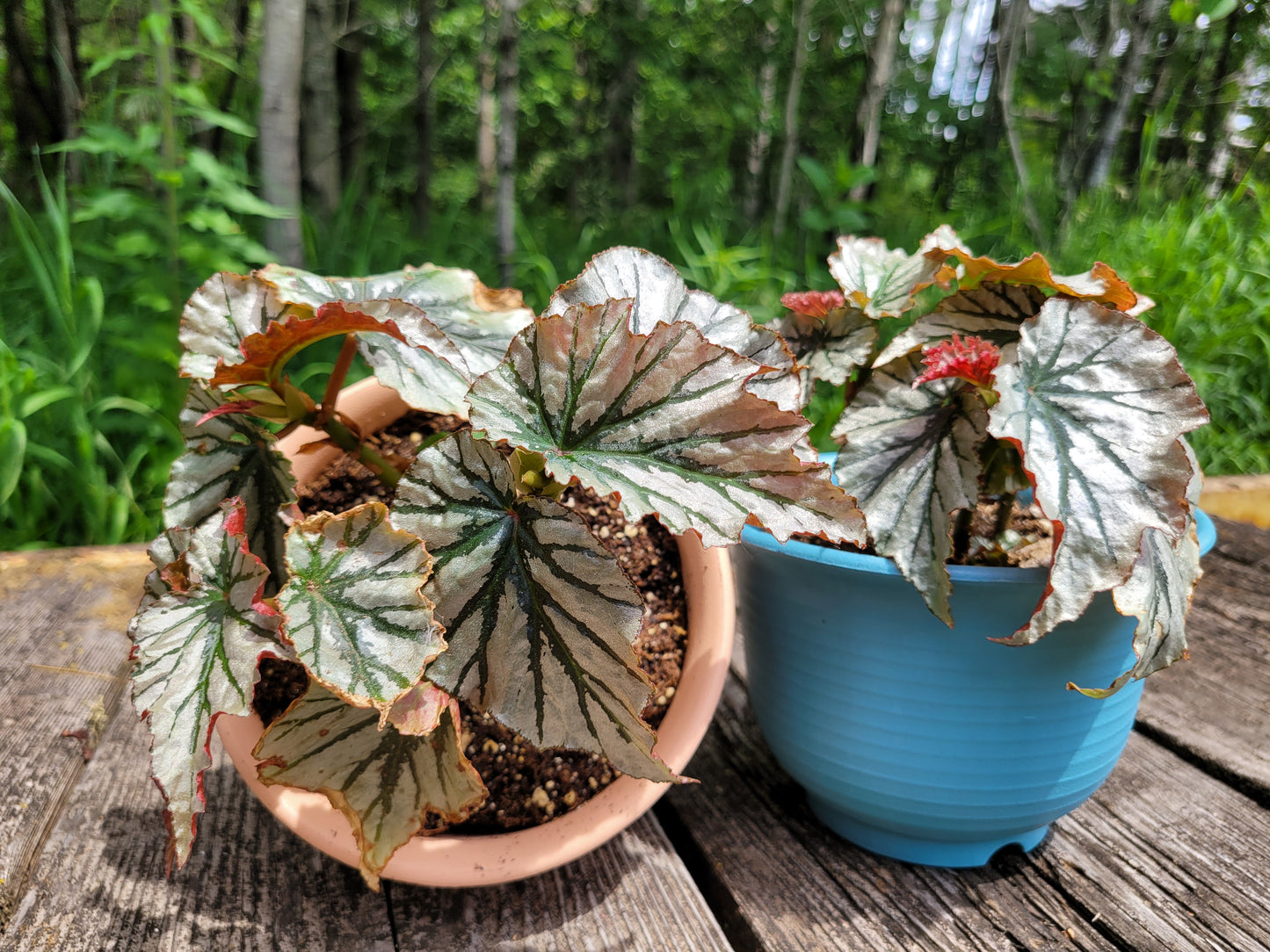 Angel Wing Begonia ‘Looking Glass’