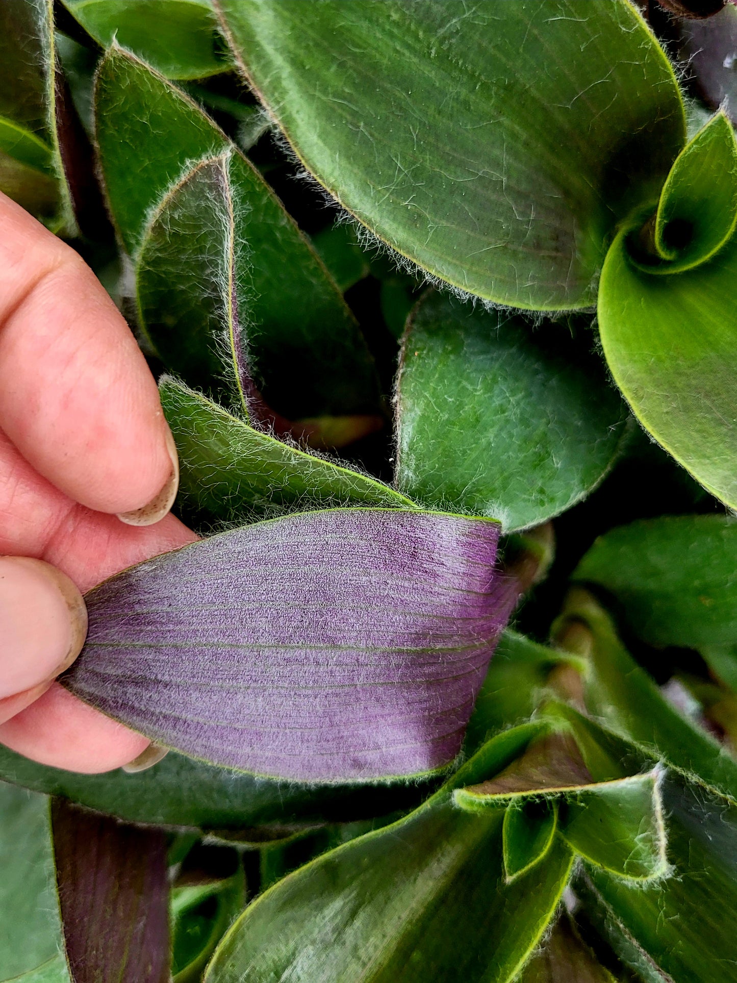 Tradescantia ‘Pale Puma’