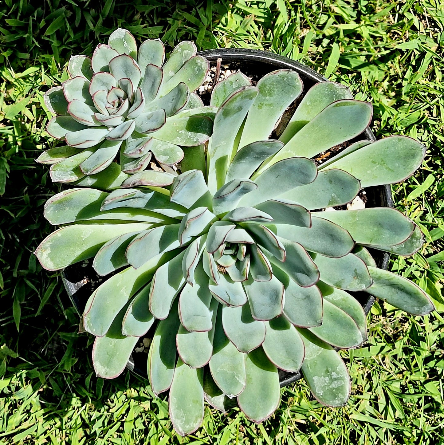 Echeveria Pulidonis