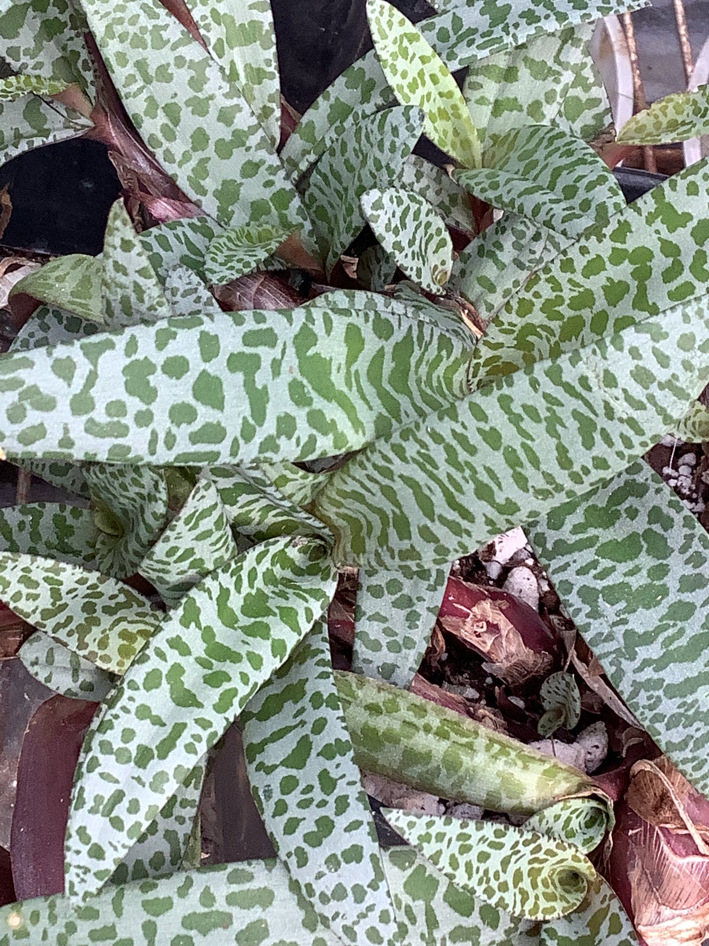 Ledebouria Socialis ‘Violacea’ (“Silver Squill/Leopard Lily”)