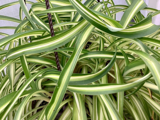 Chlorophytum Comosum ‘Bonnie’ (Curly Spider Plant)