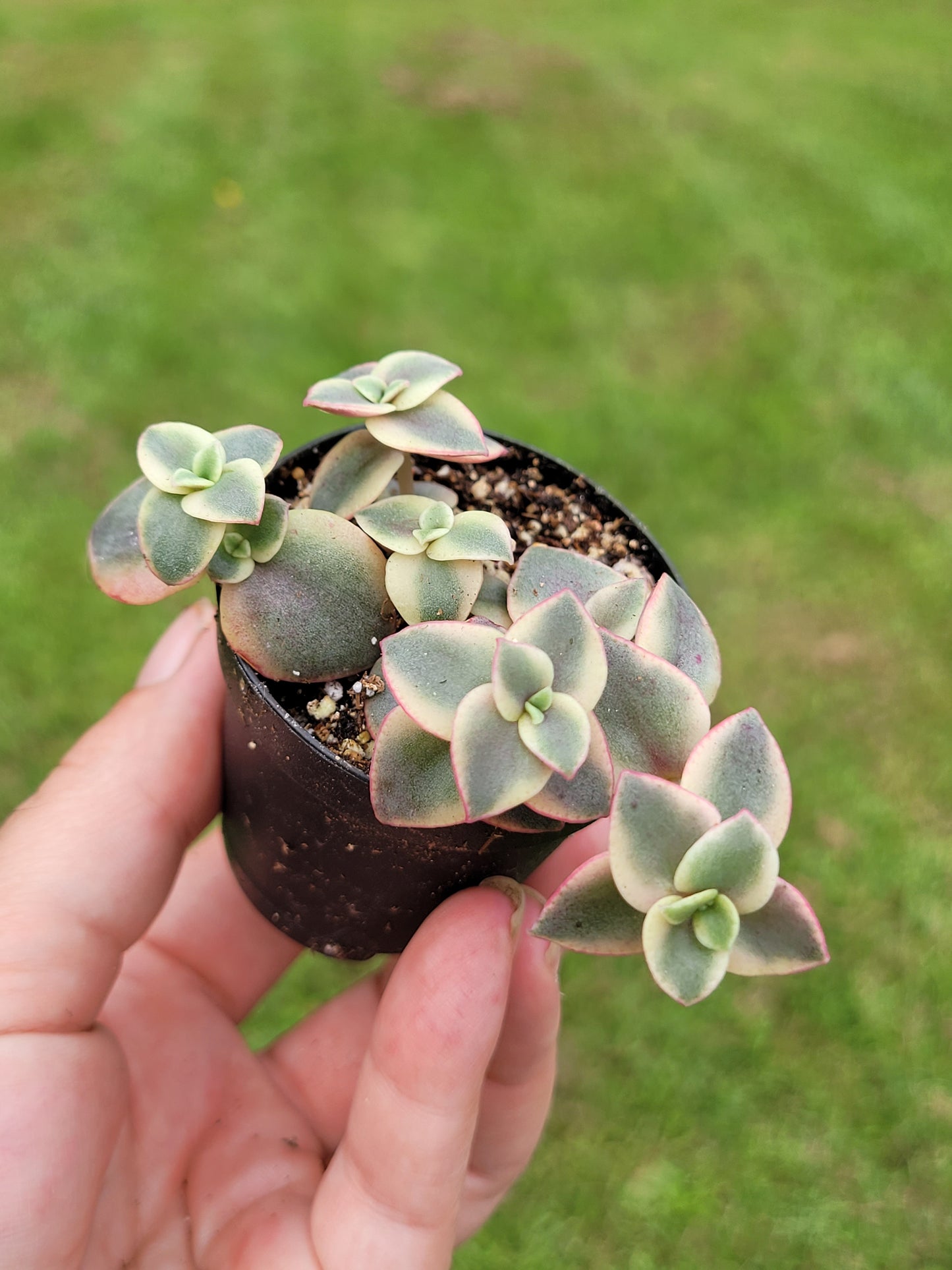 Crassula Pellucida Subsp. Marginalis ‘Rubra’ (“Calico Kittens”)