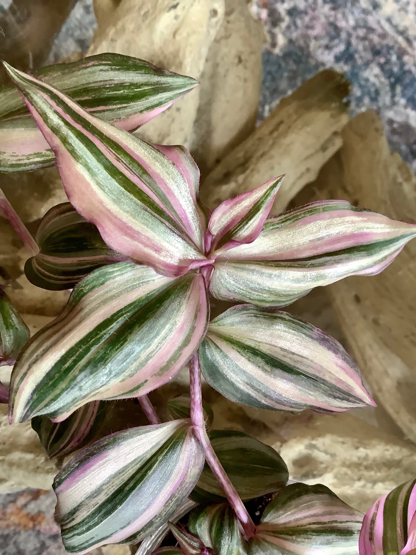 Tradescantia Zebrina ‘HappiLee’ (“Danny Lee”)