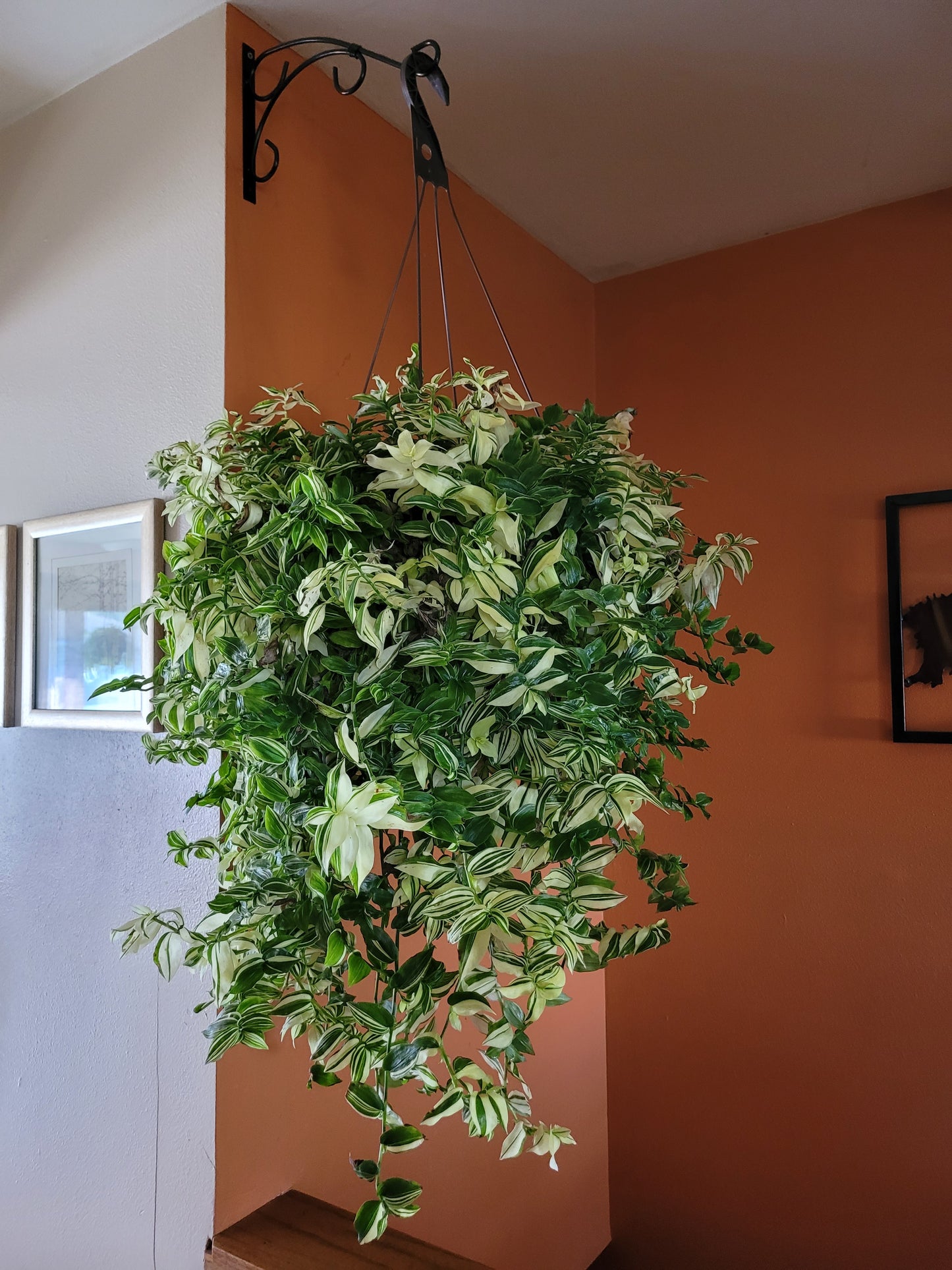 Tradescantia Fluminensis ‘Variegata’