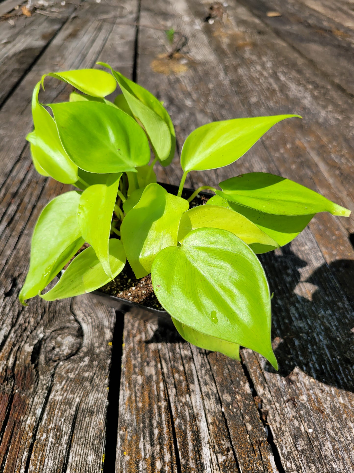 Philodendron Hederaceum Lemon Lime