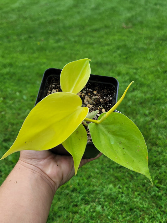 Philodendron Hederaceum Lemon Lime