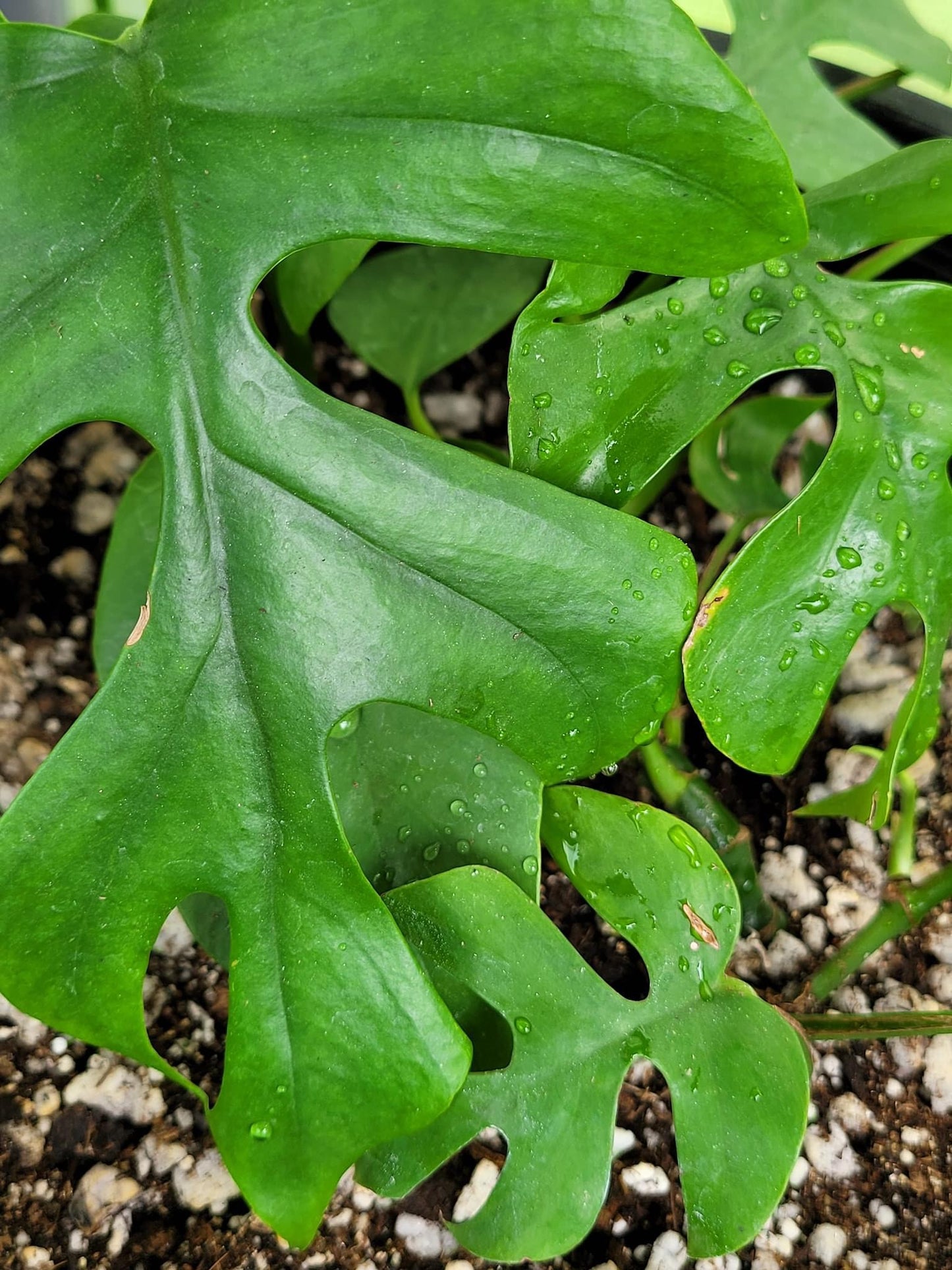 Rhaphidophora Tetrasperma “Mini Monstera”