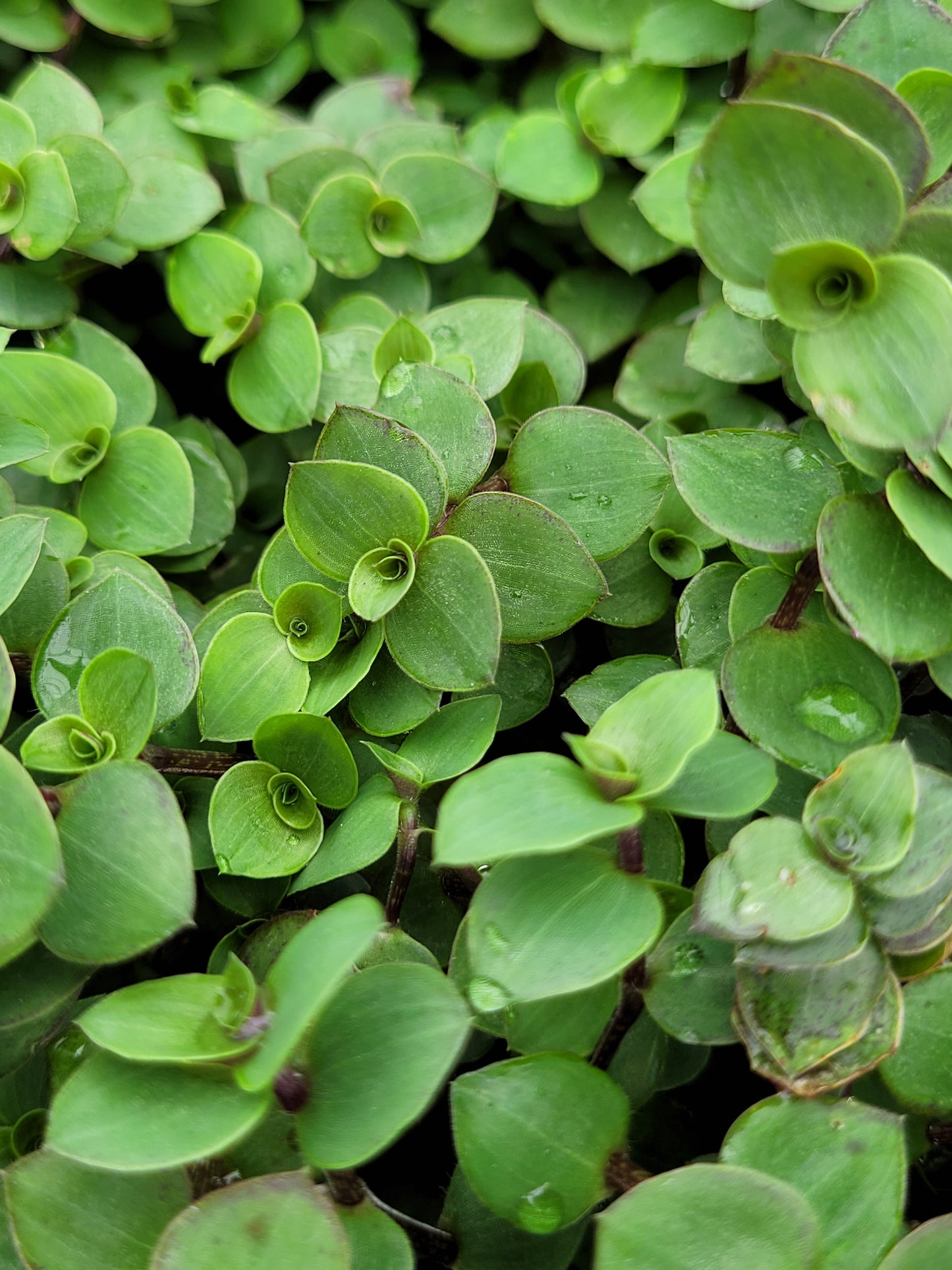 Callisia Repens ‘Minima’ (“Turtle vine/Bolivian Jew”)