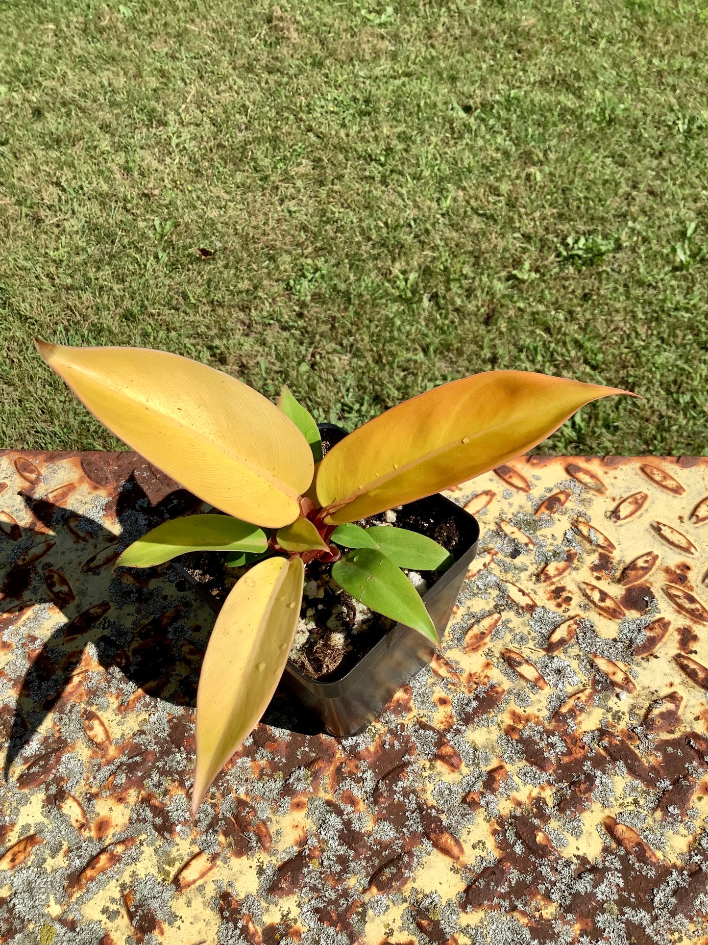 Philodendron Erubescens Prince of Orange