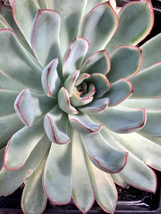 Echeveria Pulidonis