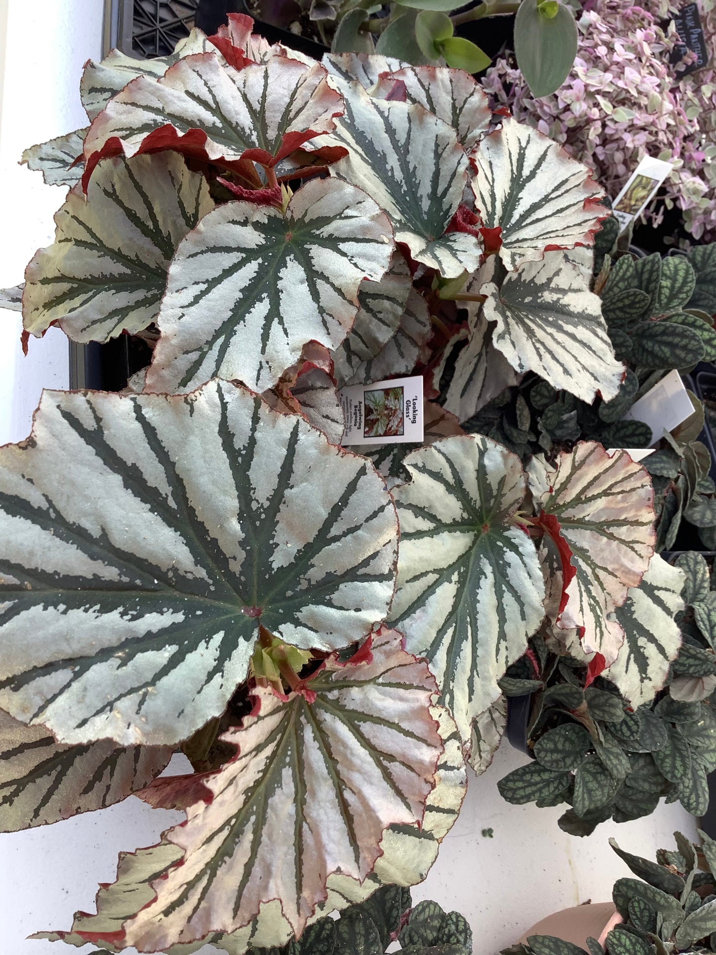 Angel Wing Begonia ‘Looking Glass’