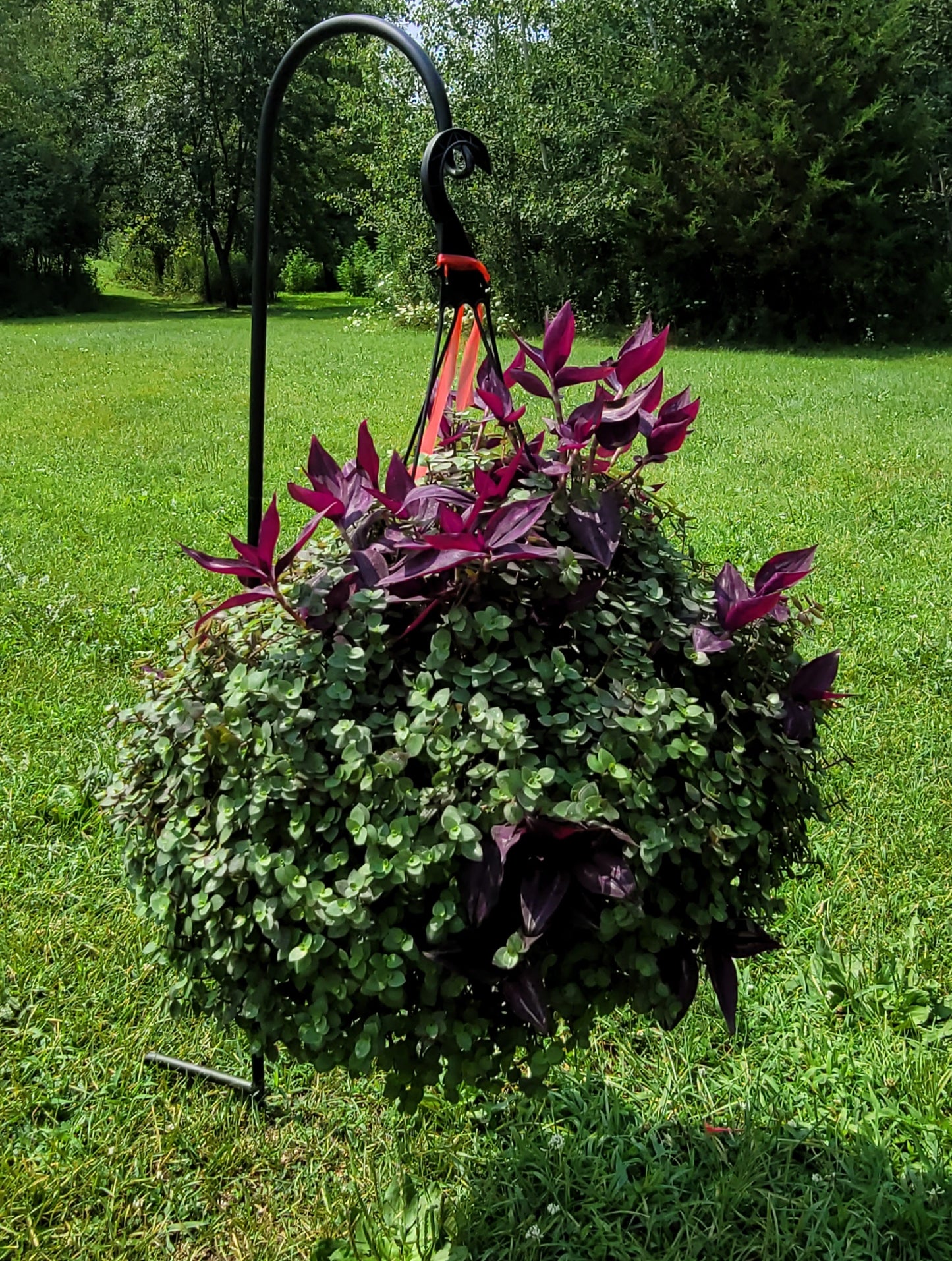 Callisia Repens ‘Minima’ (“Turtle vine/Bolivian Jew”)