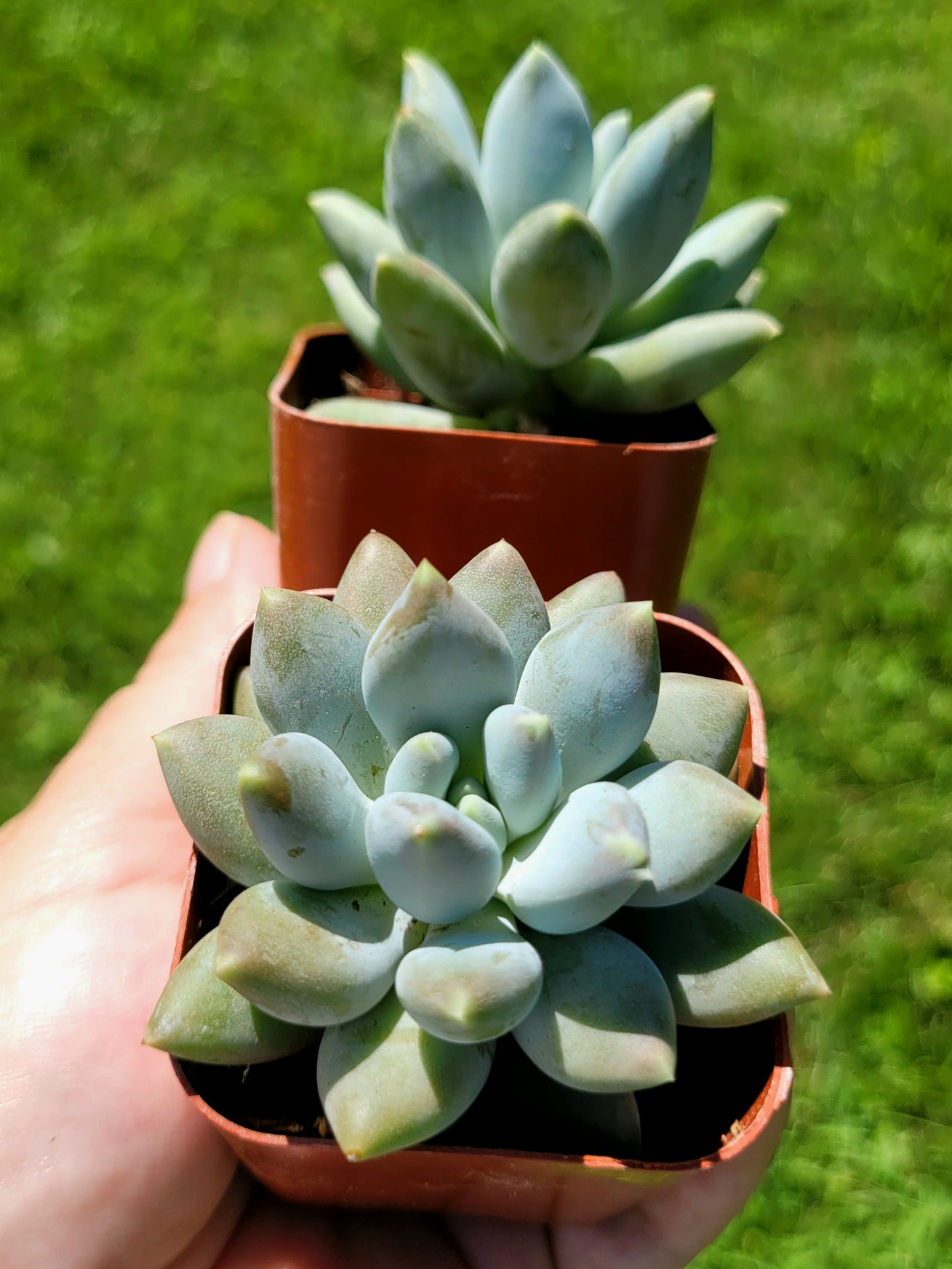 Pachyphytum ‘Moon Silver’