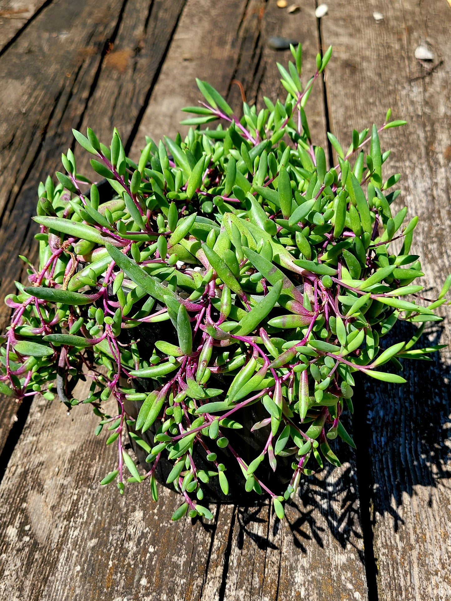 Othonna Capensis ‘Ruby Necklace’