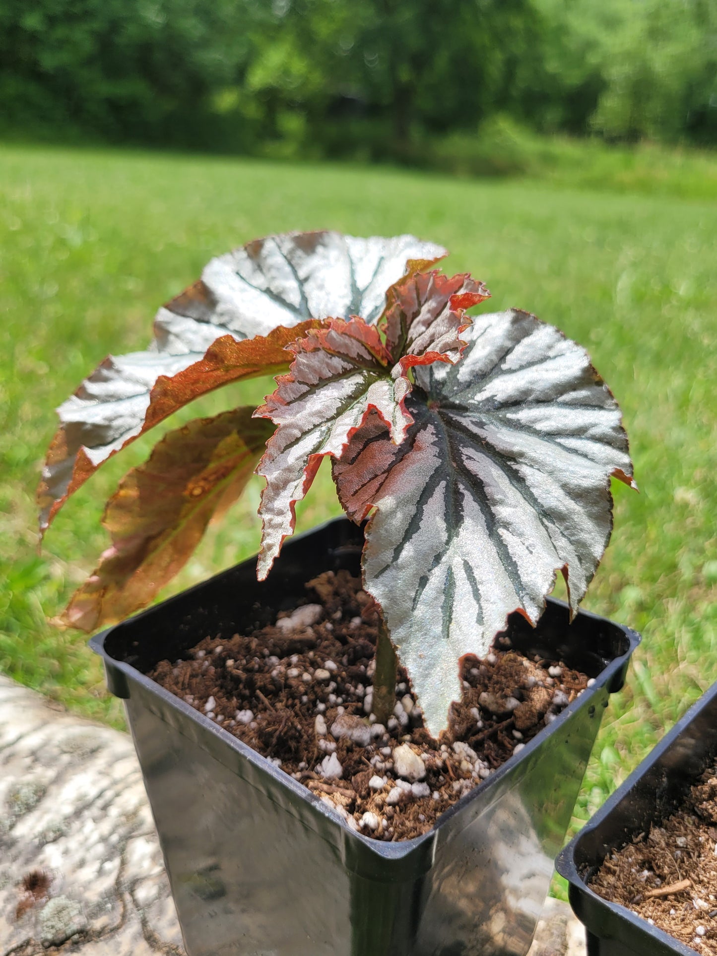 Angel Wing Begonia ‘Looking Glass’