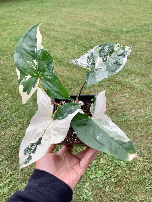 Syngonium Podophyllum ‘Albo Variegata’