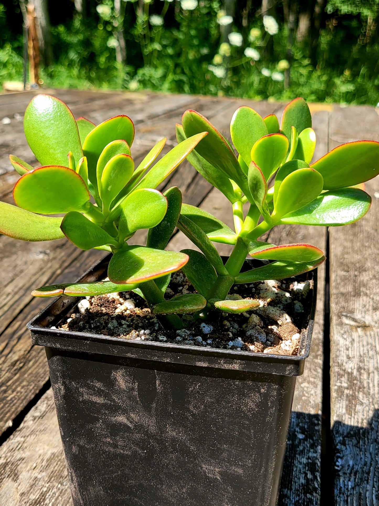 Crassula Ovata ‘Crosby’s Compact’ Jade Tree