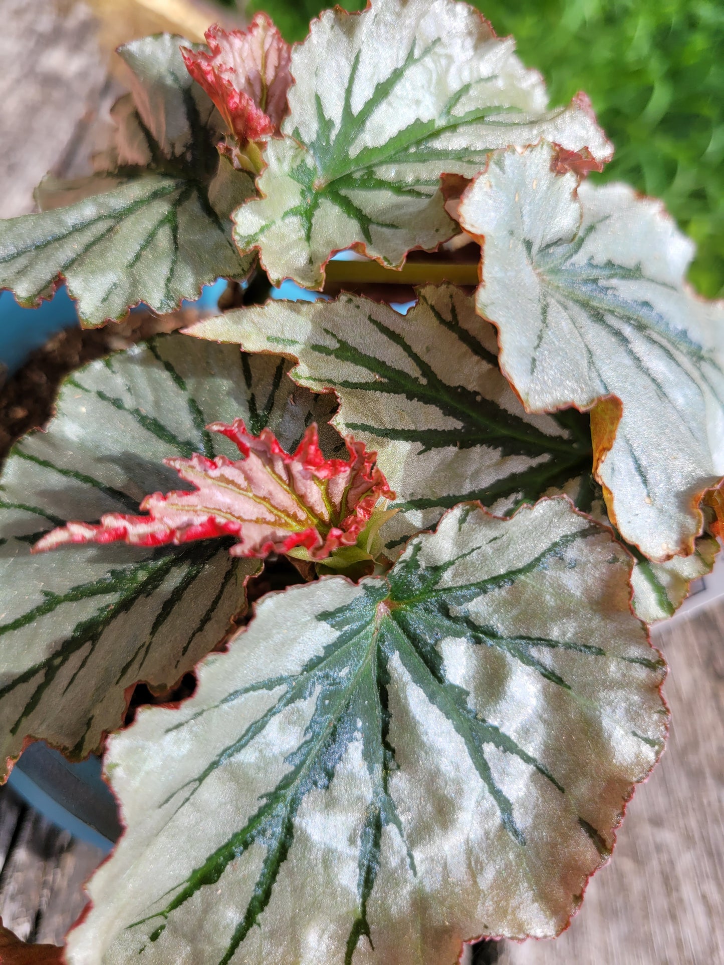 Angel Wing Begonia ‘Looking Glass’