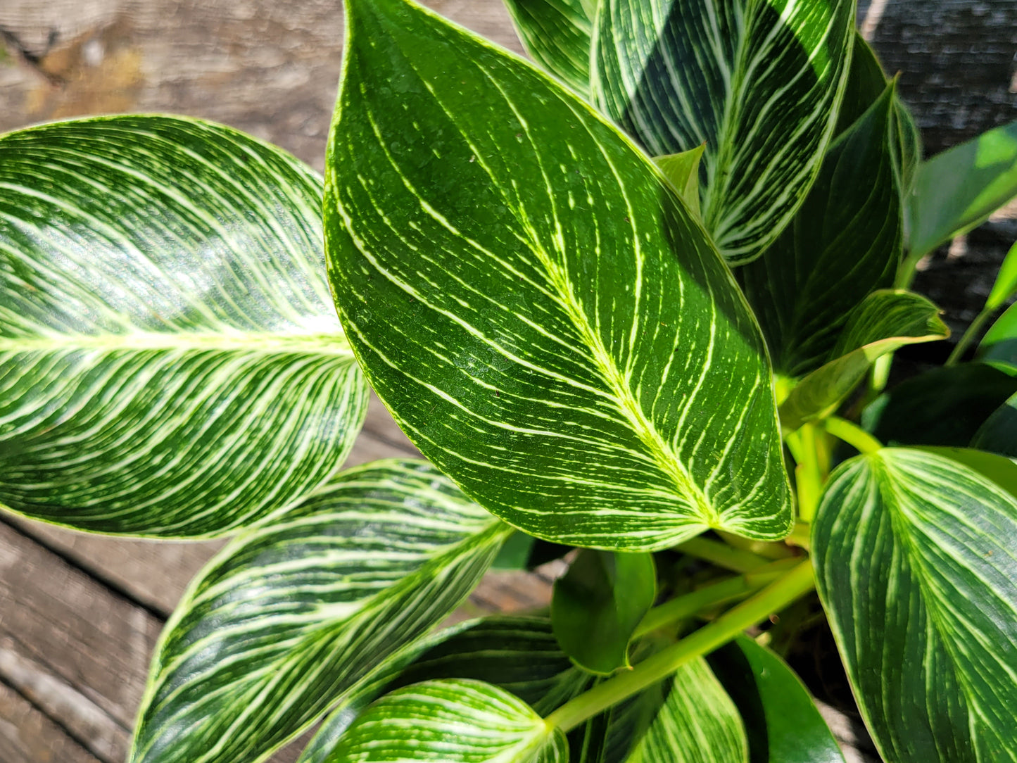 Philodendron Birkin