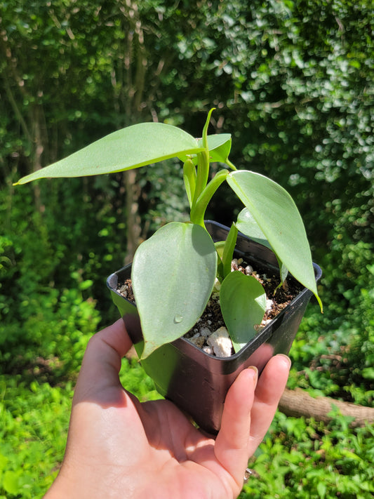 Philodendron Hasatum “Silver Sword”