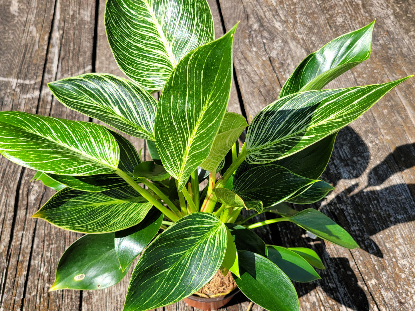 Philodendron Birkin