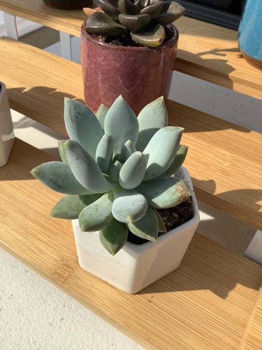 Pachyphytum ‘Moon Silver’