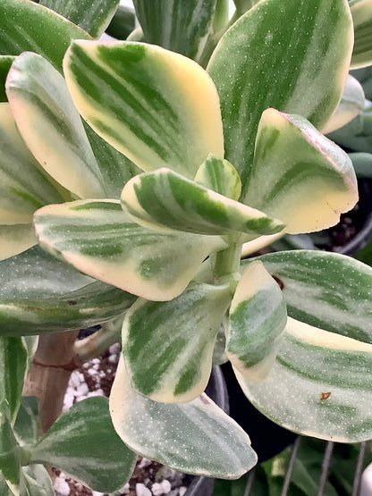 Crassula Ovata Variegata “Variegated Jade”