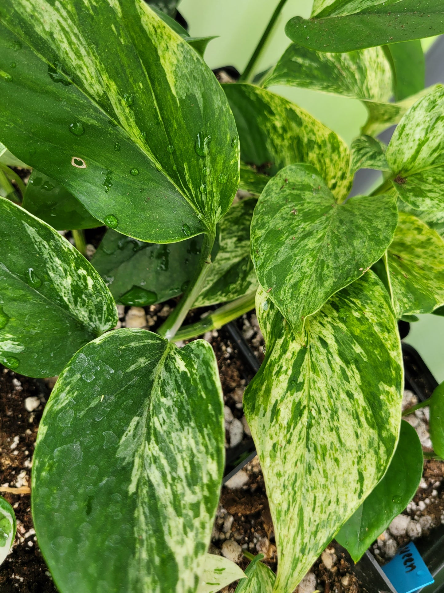 Epipremnum aureum ‘Marble Queen’ Pothos