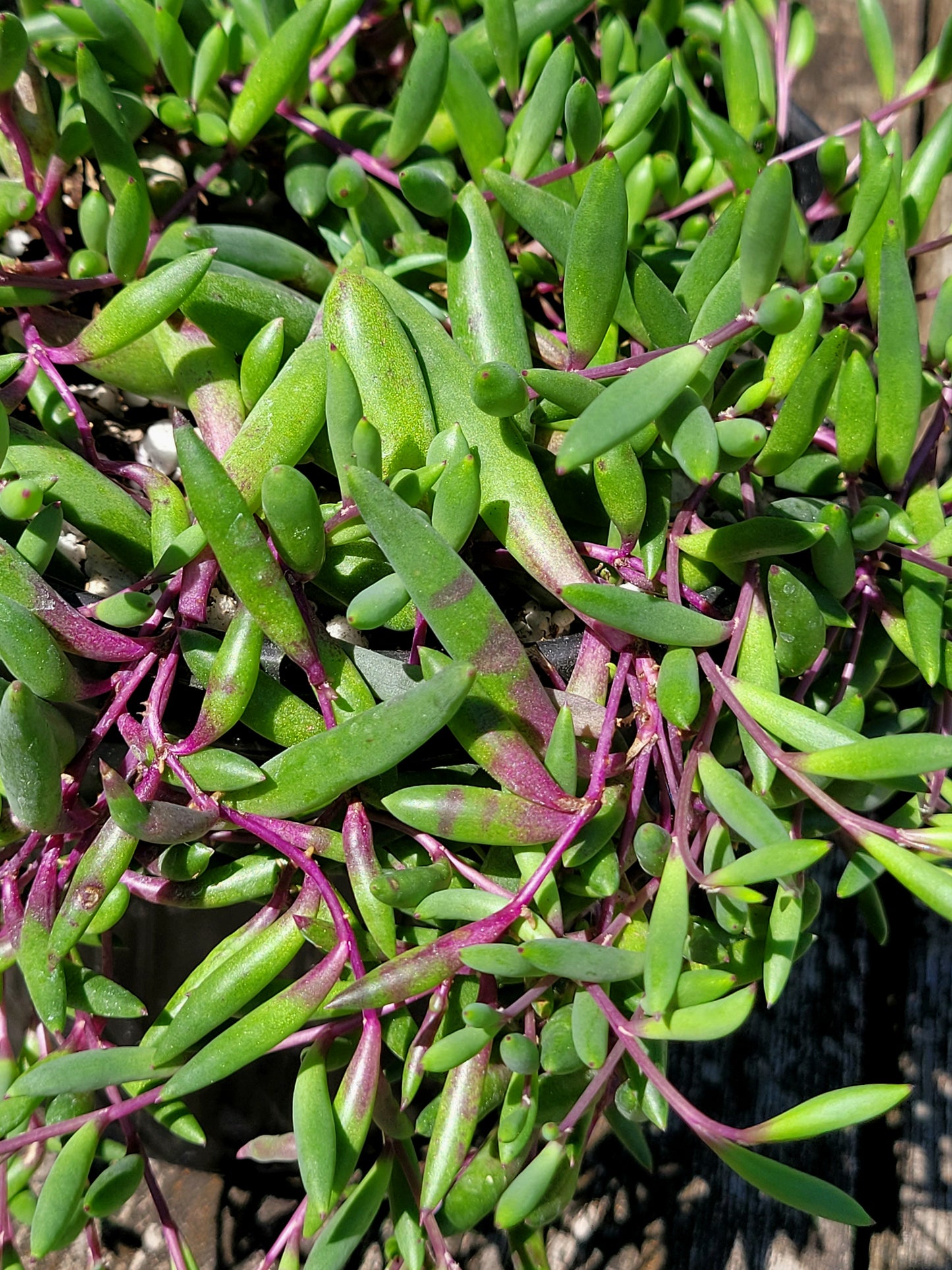 Othonna Capensis ‘Ruby Necklace’