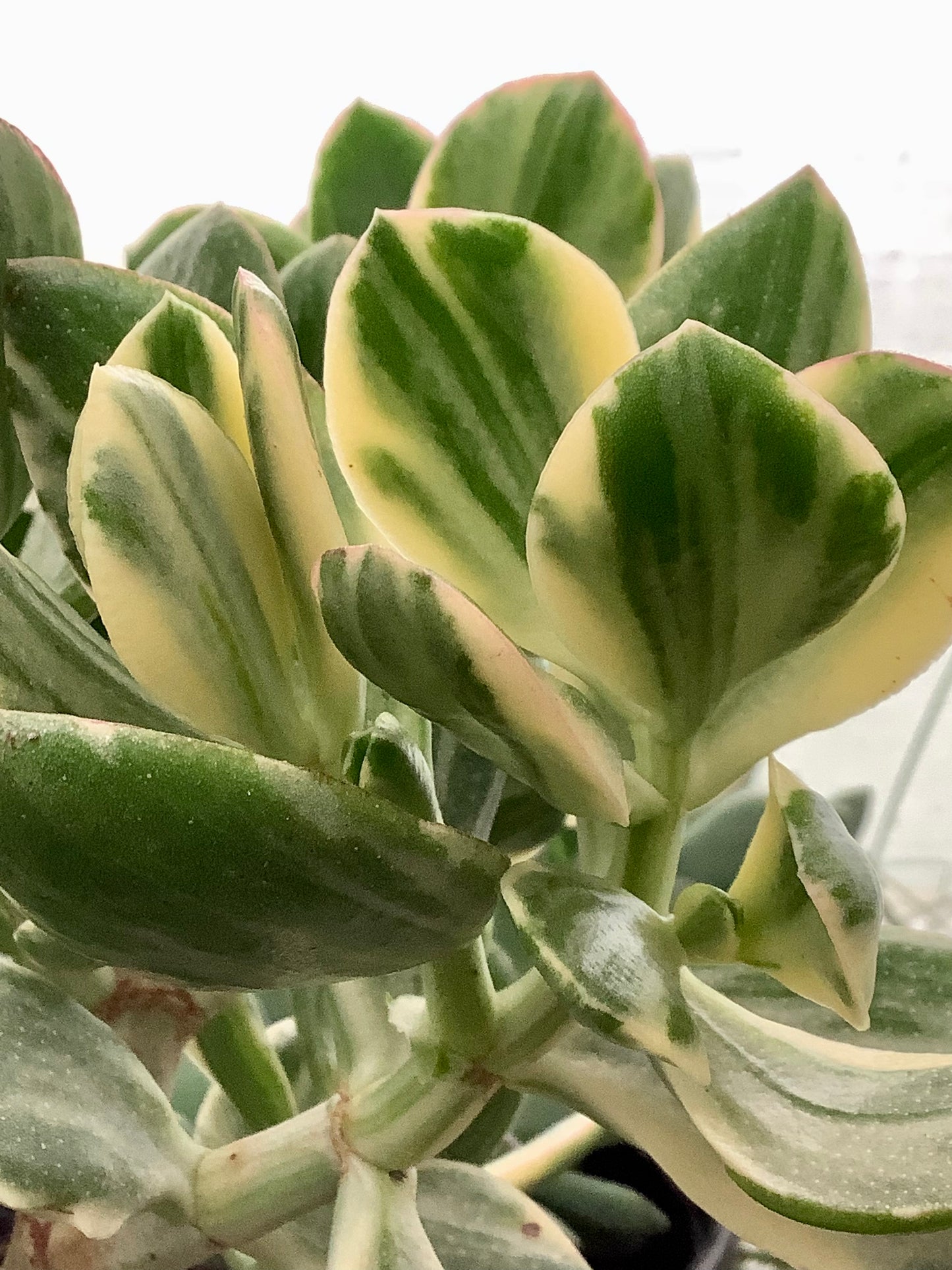 Crassula Ovata Variegata “Variegated Jade”