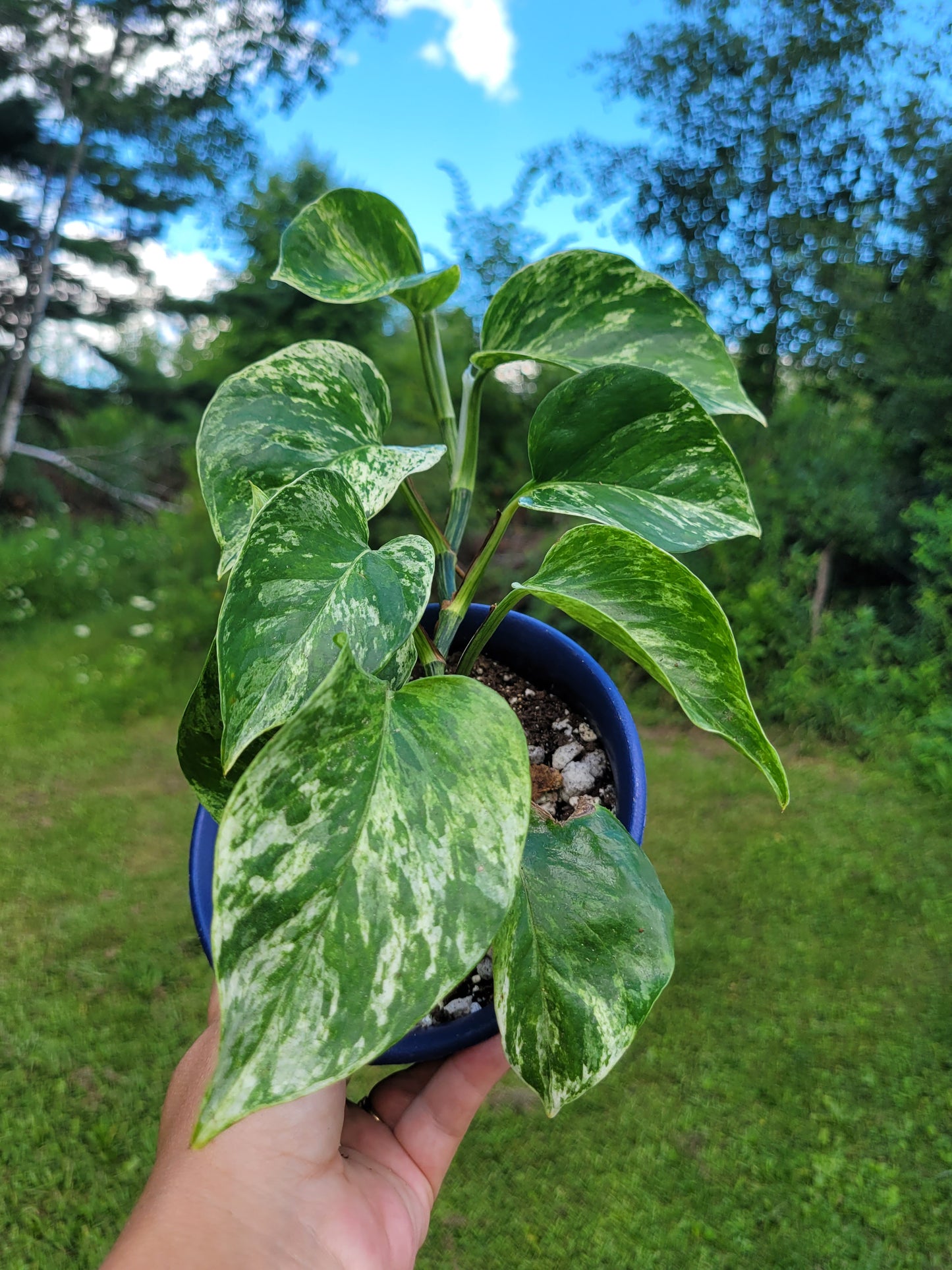 Epipremnum aureum ‘Marble Queen’ Pothos