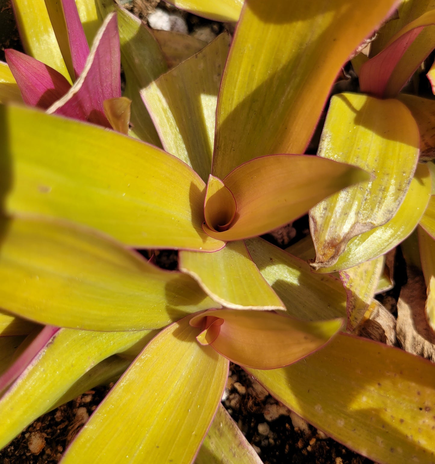 Tradescantia Spathacae ‘Hansoti02’ (aka “Sitara Gold/Amber Waves”)