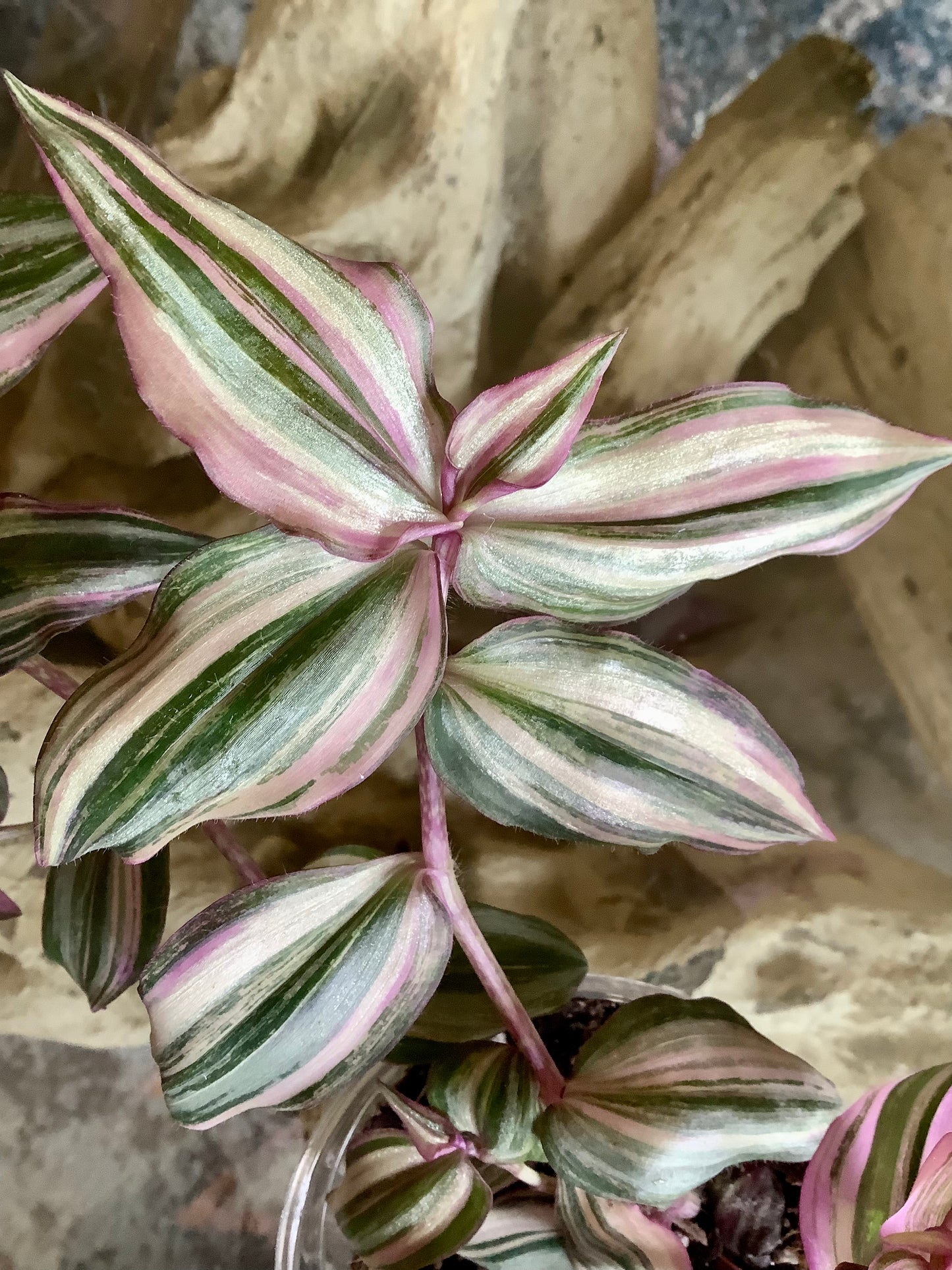 Tradescantia Zebrina ‘HappiLee’ (“Danny Lee”)