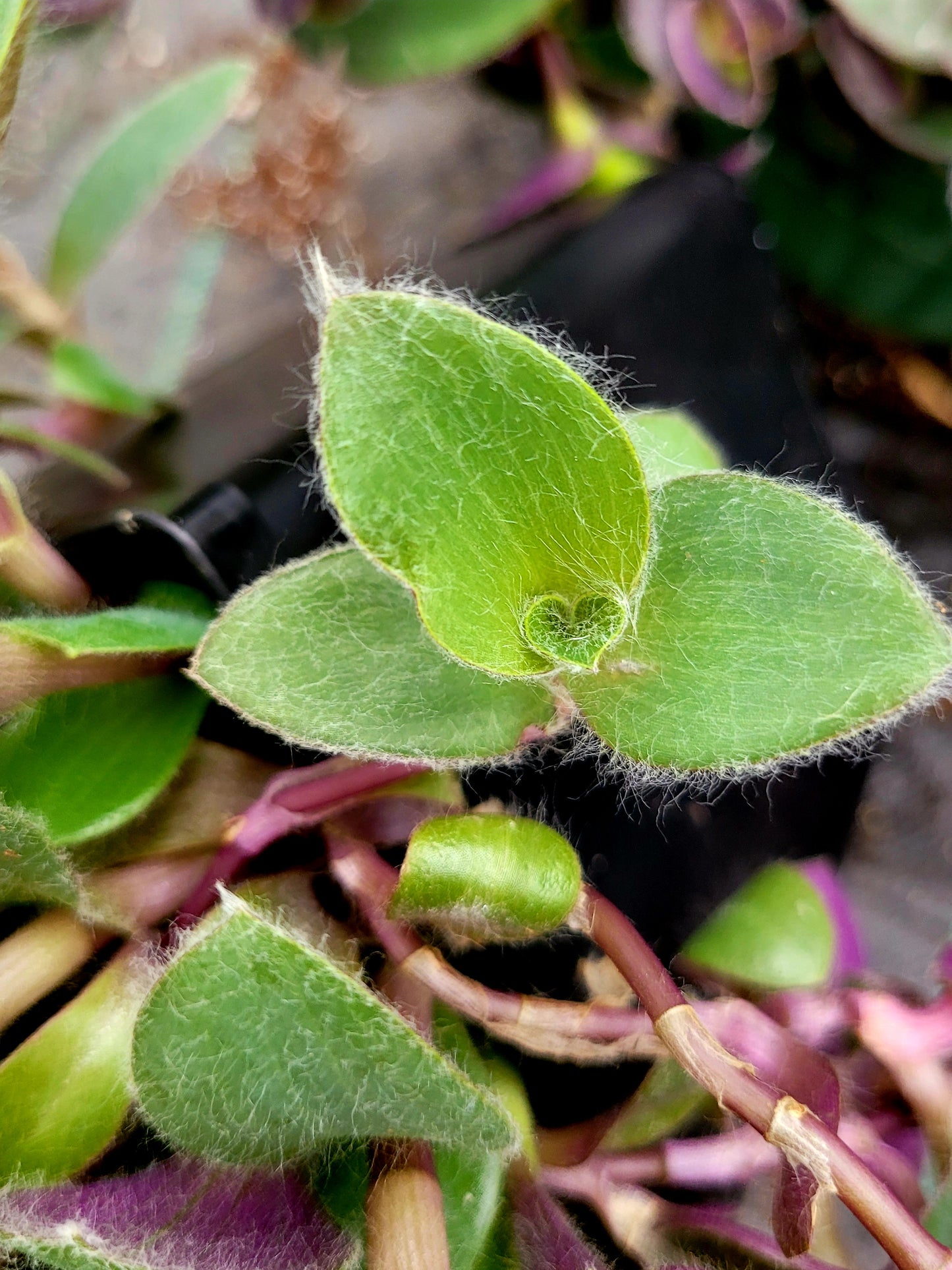 Tradescantia ‘Pale Puma’